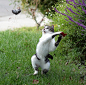 猫与老鼠