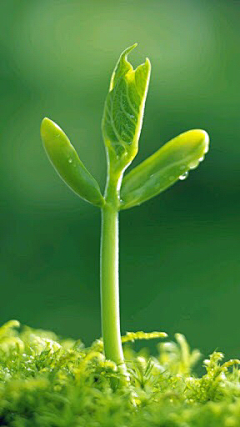 哼影๓子จุ๊บ采集到植物