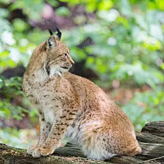 描绘欧亚山猫的回望