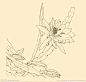 白描花卉大图 点击还原