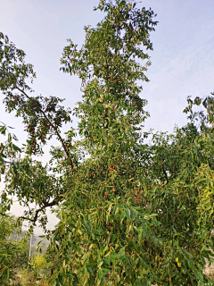 可爱可不爱采集到风景植物