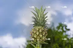 迷你菠萝 菠萝 计划 Windows壁纸 全高清壁纸 一顿饭 热带