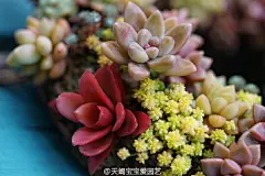 15年9月8日做的小花环，大部分叶插苗+几棵实生苗，放了乌木仙女杯，自播的就是菜……到今天满八个月@笑赏山花 @Ariel半夏君 @常常的花园 @阿微的杜枫园 @荻花涟漪 @song丹青 @米米mimi-童 @雪媚yin @青豆豆0613 @天使爱美丽Ang @糊糊和和 都是仔仔的小花环比大花环可爱