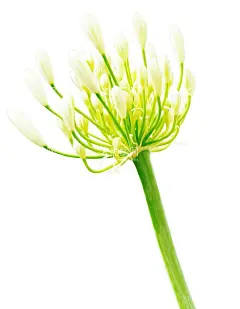 茉莉花插画海报图片   - 源文件下载【酷图网】茉莉花,茉莉花节,茉莉花季,观赏茉莉花,茉莉花画,茉莉花背景,茉莉花海报,水墨山水,茉莉花展架,茉莉花展板,茉莉花广告,古风,茉莉花节海报,茉莉花节背景,春暖花开,赏花,花瓣,茉莉花手绘,茉莉花插画,植物,花海,中国风,唯美古风,茉莉花盛开,手绘茉莉花,唯美,复古,小清新,水墨茉莉花,国潮茉莉花