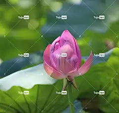莲花 美丽的花朵 花壁纸 花 粉红色的花 花瓣 花卉背景