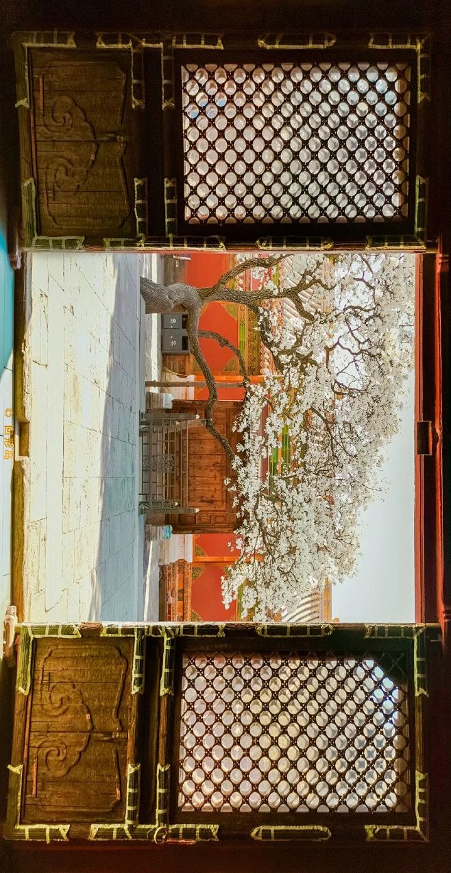 紫禁城 | 春天里的这一份明媚。