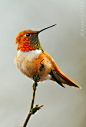 These little guys are starting to whistle at me when I go outside. Makes me happy! Spring is on its way // rufous hummingbird (salasphorus rufus) // hummingbirds