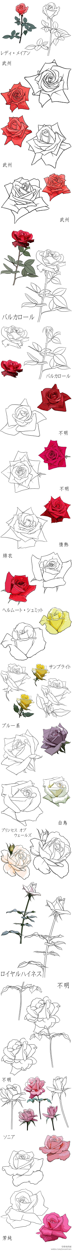 空心菜蔡采集到手绘彩铅