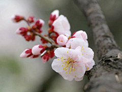 ~~~~~010采集到花草