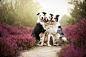 Heartwarming Dog Portraits By 19-Year-Old Polish Photographer : Alicja Zmyslowska is a 19-year-old pet photographer based in Poland that takes incredibly vibrant and lively portraits of dogs. Talk about a dream hobby! When it comes to dog photography, Zmy