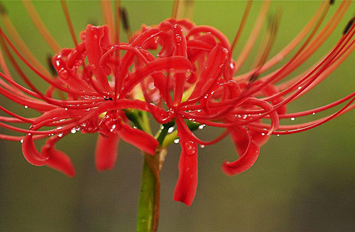 彼岸花，花开彼岸