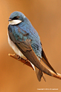 Photograph Portrait of a Tree Swallow by Art Lupinacci on 500px