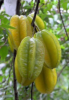 楊桃多彩世界美好生活采集到水果大观园采集梅尔柠檬多彩世界美好生活