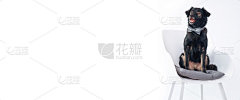 可爱的狗在白色的背景，孤立。班纳，背景是一只狗。可用的文本空间，复制空间