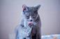 舔脚丫～-Meow