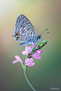 Beautiful on the flower by Roberto Aldrovandi on 500px