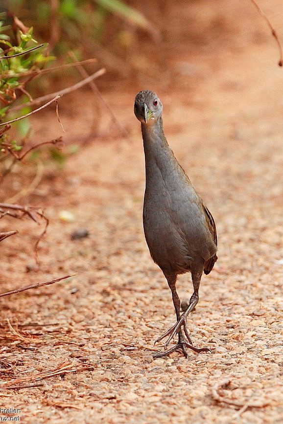 鹤形目秧鸡科田鸡属灰喉田鸡