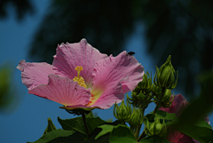 〆流年亦夢╮采集到花卉•芙蓉花