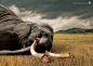 停止杀戮-泰国野生动物朋友基金会平面广告---酷图编号1062568