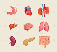 树立现实的人体器官。解剖学身体, 生物, 结构内脏.