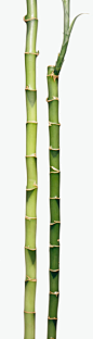 竹子 装饰物,环境,自然,影棚拍摄,室内_85768502_Two green lucky bamboo stalks or stems_创意图片_Getty Images China