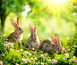 绚丽的自然美景与可爱的小兔子高清摄影图片