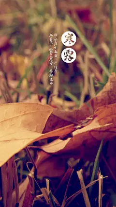 寒露 壁纸