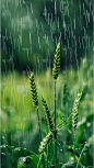 谷雨通用实景绿色稻穗背景绿色图片素材