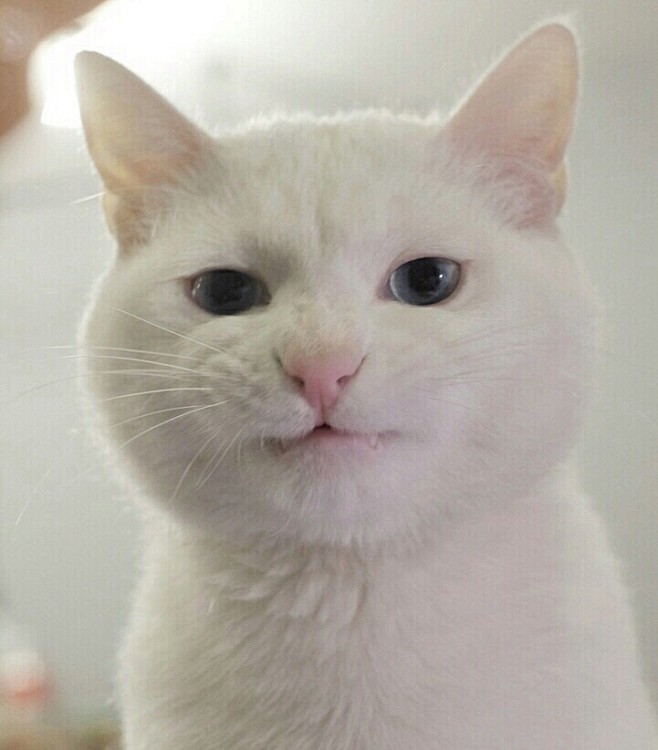 猫咪