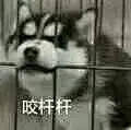 表情包来源于网络，侵权歉删