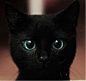 黑猫比较霸气 猫咪证件照