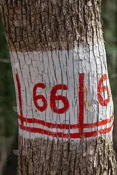树林里一棵树上的徒步标记。魔鬼号666。