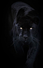 Sue Demetriou | Black jaguar