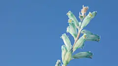 三张绿松石立金花Lachenalia viridiflora无水印桌面背景拿走不谢下载后不要再上传就好~
一张手机锁屏一张主屏一张电脑桌面 ​​​​