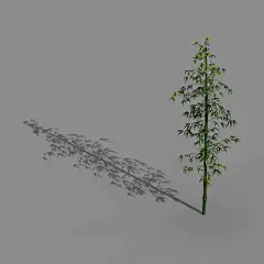 河阳郊外-竹子01