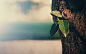 General 1920x1200 nature trees tea plant bokeh depth of field vintage