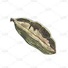 豆蔻，一种香料，种子孤立在白色背景上。水彩手绘插画设计食品，烹饪，热酒，药物，芳香疗法。