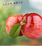 四川大凉山的苹果  #水果#  微海汇