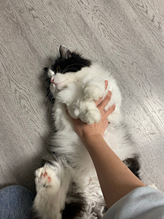 鼠！鼠！鼠！采集到猫
