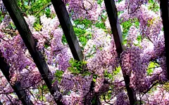 紫藤花高清壁纸壁纸图片 - 花卉壁纸 - 小米辣素材网_免费素材下载的素材网-集素材大全网站素材之精华