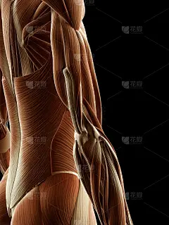 女性肌肉-肘