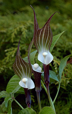 暗黑菟ゞ采集到花草