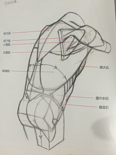 Rella522采集到人体结构
