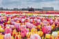 Tulip Gardens Across the Netherlands Have Opened for the Season — See the  Blooms