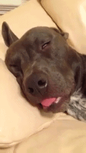 汤上的网友用一张图反映了家里狗狗的睡眠质...