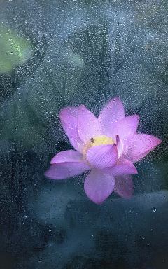 行悠采集到出水芙蓉