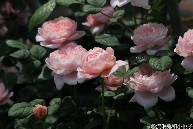 #月季# 瑞典女王  啥也别说了，谢谢@...
