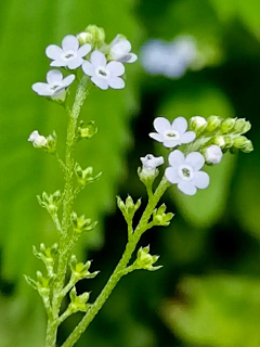 ·菩提心·采集到《我为花狂》