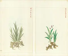 金石昆虫草木状