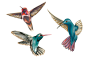 Illustration of birds for large scale mural design